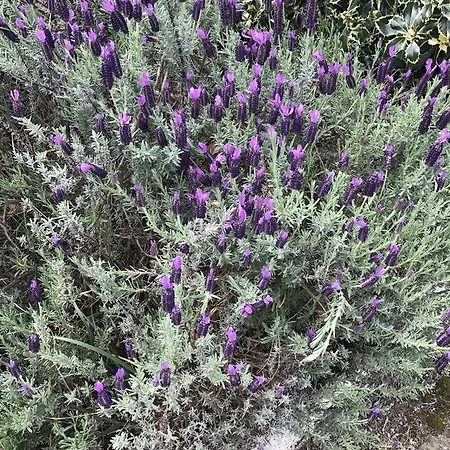 Casinhas Do Ribeiro * ポーヴォア・デ・ラニョゾ