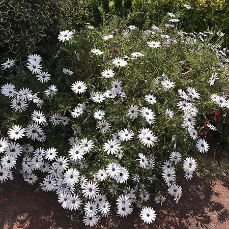 Casinhas Do Ribeiro 別荘 ポーヴォア・デ・ラニョゾ