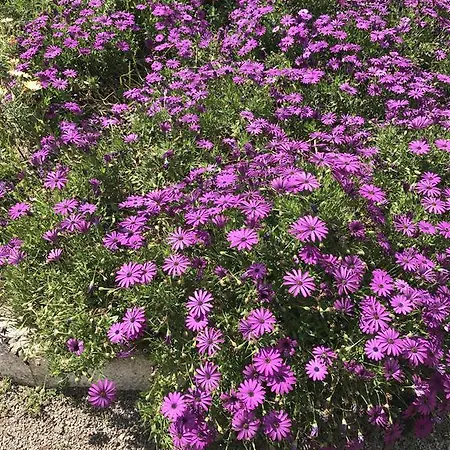 別荘 Casinhas Do Ribeiro