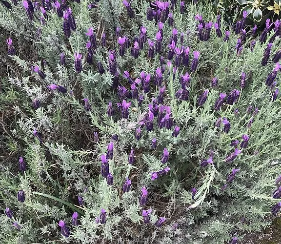 Casinhas Do Ribeiro * Póvoa de Lanhoso