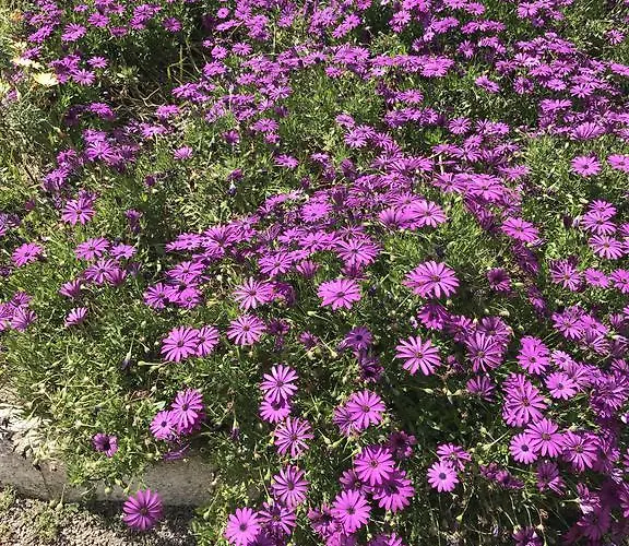 Σπίτι διακοπών Casinhas Do Ribeiro